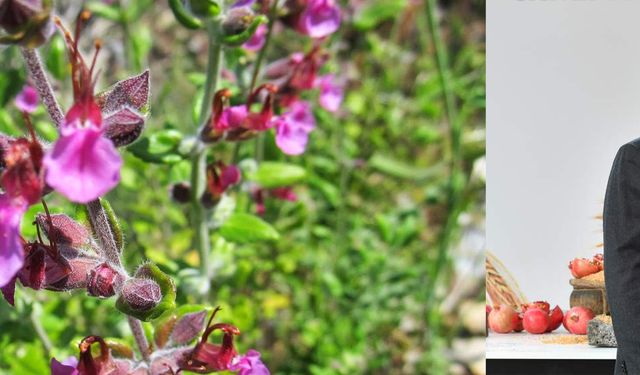 AVRUPA’DA BİR ELİN PARMAĞINI GEÇMİYOR… ANTALYA’DA 800 ÇEŞİT! 