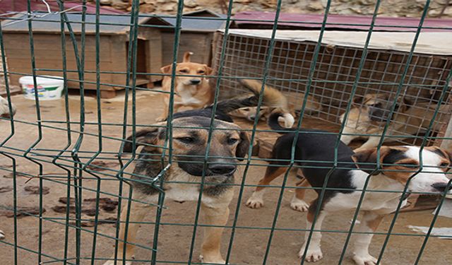 HAYVANLARIN YERİ SOKAKLAR DEĞİL İNSANLARIN YANI