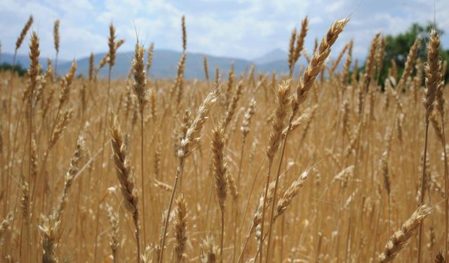 REKOR ARTIŞ AÇIKLANDI: HUBUBAT 2 MİLYAR TONA ÇIKACAK