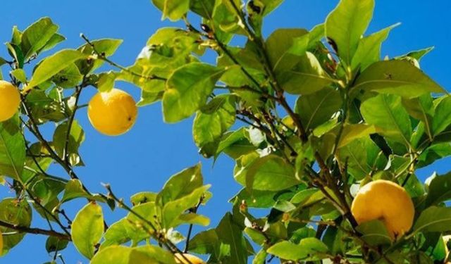 ZMO ANTALYA ŞUBE BAŞKANI ALİ TOP O KARARI ELEŞTİRDİ: