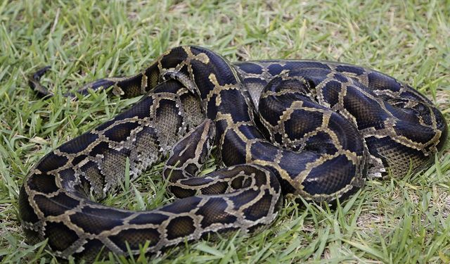 Evin tuvaletinden dev piton çıktı!