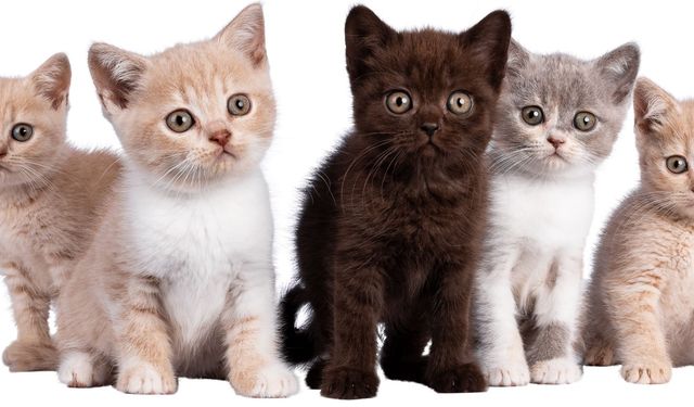 Bilim insanları araştırdı: Kedilerin anavatanı Türkiye