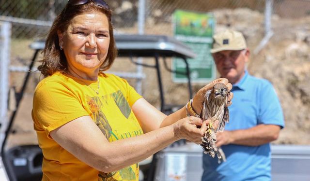 Antalya’da tedavileri tamamlanan kerkenezler doğaya salındı