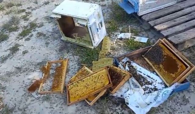Kovanlarına ayı saldırdı: “Bir tanesini parçalamış, ayımız medeniymiş”