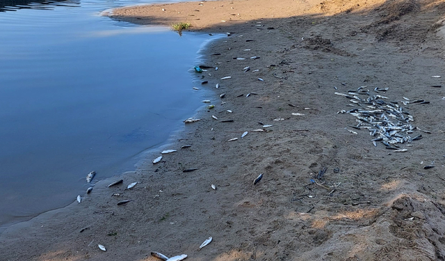 Manavgat’ta ölü balıklar kıyıya vurdu