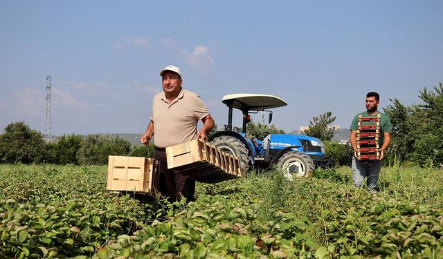 TÜİK açıkladı: Tarımda üreticinin yüzü gülmedi
