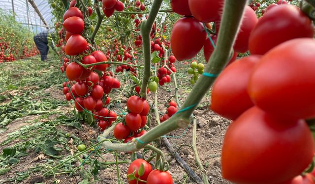 Antalya hallerinde domates fiyatları yükseldi