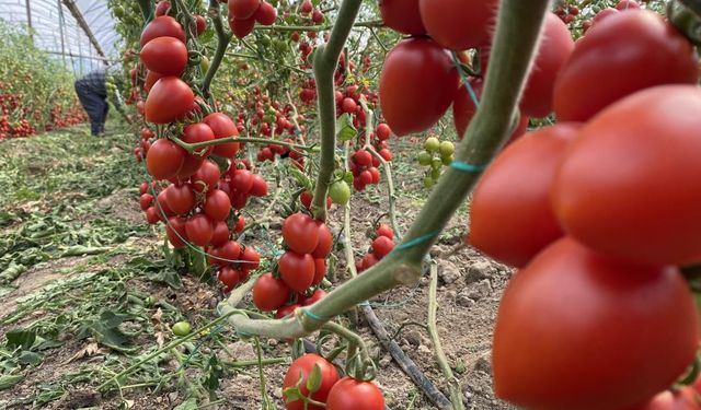 Domates bolluğu fiyatı düşürmedi: İşte hal tablosu