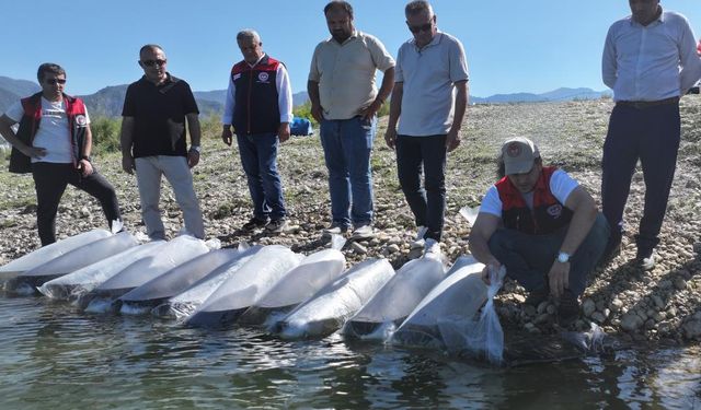 Denizli’de 1 milyon sazan yavrusu suya bırakıldı