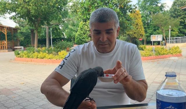 İstanbul Beylikdüzü'nde aç kalan yavru kargayı kendi elleriyle besledi
