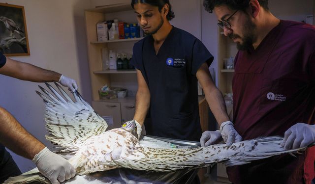 Antalya’da yaralı yılan kartalı tedavi edildi