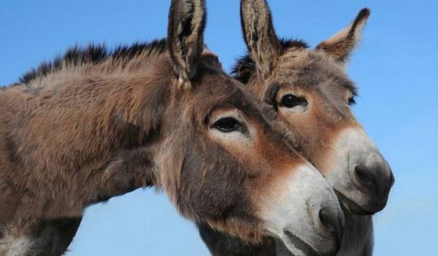 Çöp taşıyan kadrolu eşekler emekli edilecek