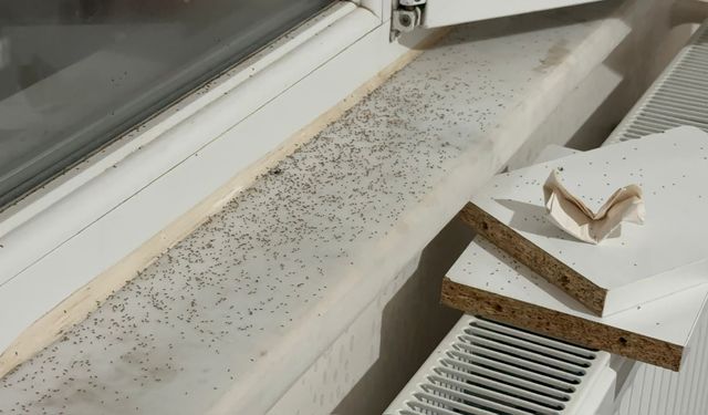 Bir şehir kuraklığın kurbanı oldu! Sinek istilası bitmiyor