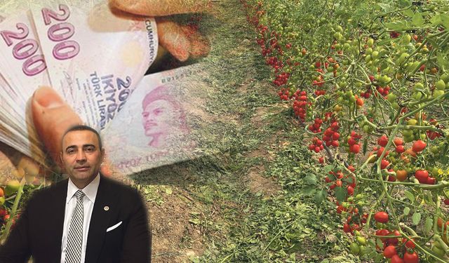 Domates maliyetinin altında ezildi: Üretim bitiyor mu?