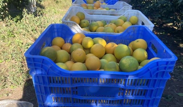 Finike’de portakal hasadı başladı: Üretici rekolteyi yüksek bekliyor