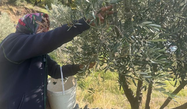 88 yaşında elinde çapa hasat peşinde! "İnsan çalışırsa yaşlanmaz"