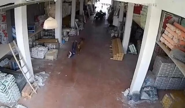 İş yeri deposuna giren inek çalışanlara saldırdı