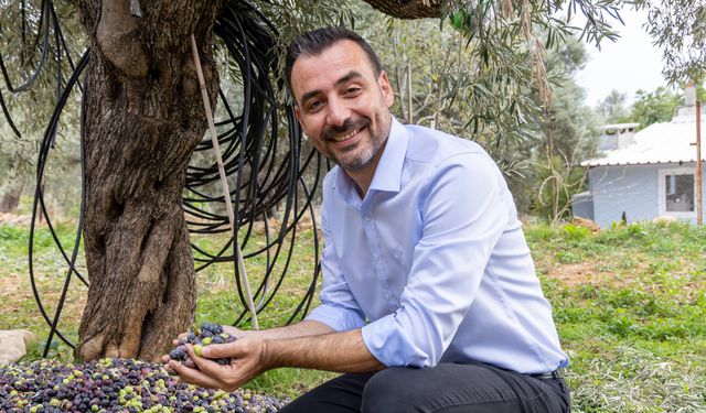 Manavgat'ta Zeytin ve Zeytinyağı Festivali düzenlenecek