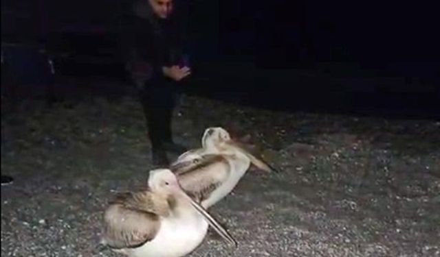 Konyaaltı Sahili'nde pelikan şoku!