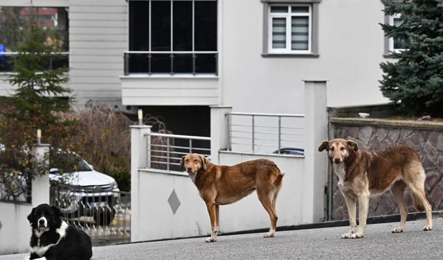 Valilik duyurdu: Sokak köpeklerini beslemek yasaklandı!