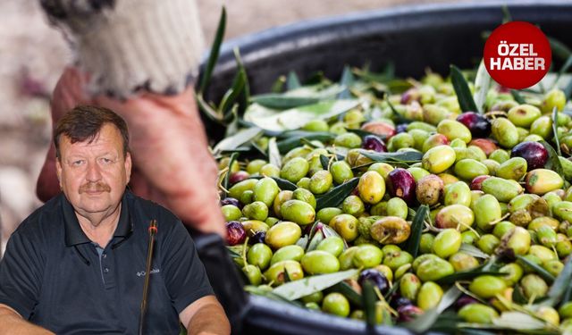 Zeytine bakamadık: Üretimde düşüş fiyatta artış bekleniyor