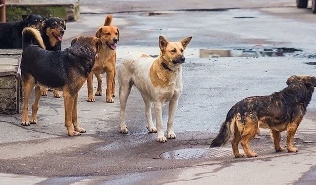 Aksu’da başıboş köpekler mahalleliyi tedirgin ediyor: Belediyeden önlem istiyorlar