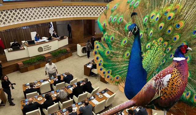 Büyükşehir’den renkli karar: Emniyete tavus kuşu ve sülün hibe edildi