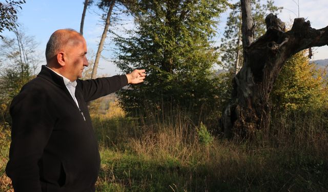 Evliyaları ve mucizeleriyle biliniyordu: 400 yıllık mezarlık define avcılarının gazabına uğradı