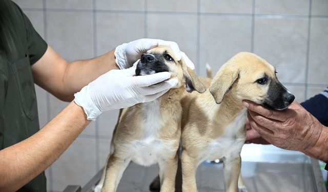 Kemer'de onlarca sokak hayvanı kısırlaştırıldı!