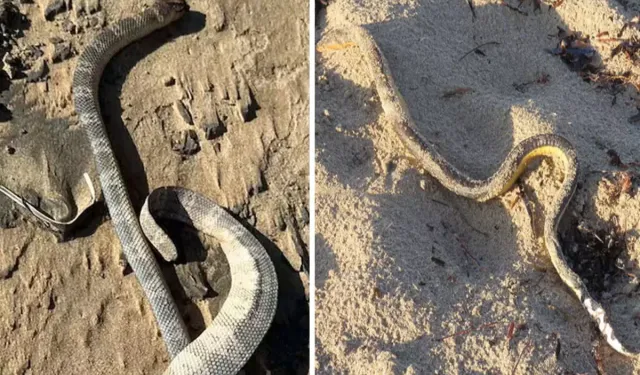 Kıyamet alemetleri bir bir gerçek oluyor! Bu sefer de yılanlar kıyıya vurdu!