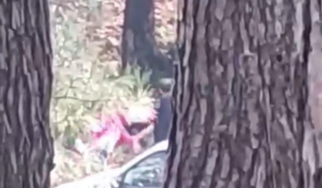 Ormanlık alanda dehşet görüntüler: ‘İmdat’ çığlıkları yürek yaktı