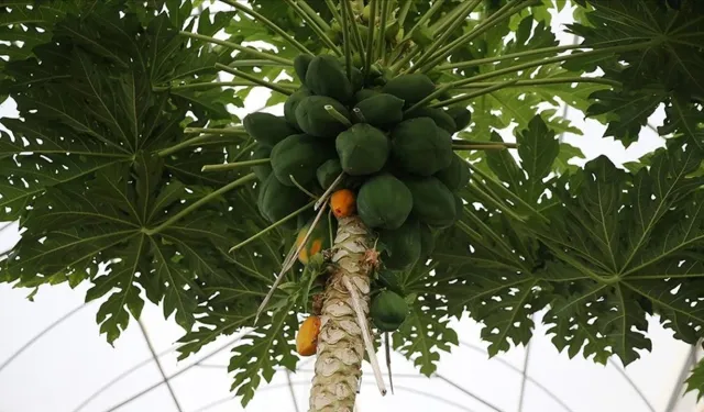 Üreticinin yüzünü güldüren hasat dönemi: Papaya ilgi odağı oldu