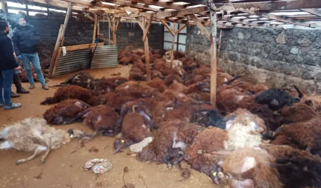 Ahıra girdiğinde hayatının şokunu yaşadı: 200 hayvan telef oldu
