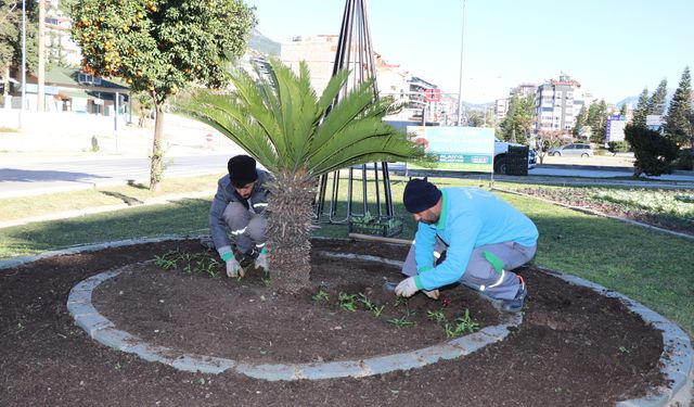 Alanya Belediyesi’nden çevre düzeni kış ayında da devam ediyor
