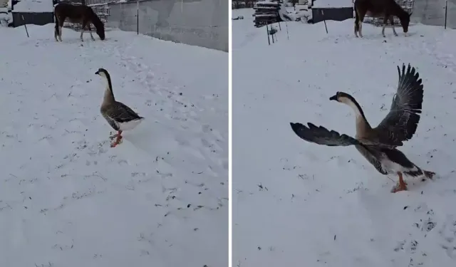 Garibanın yüzü güler mi? Binlerce lira verip kaz aldı, bıraktığı anda göç etti!