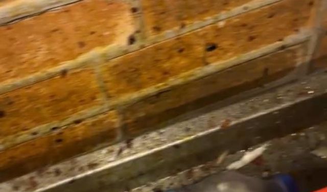 Denetimde mide bulandıran görüntü: AVM restoranı böcek yuvası çıktı!
