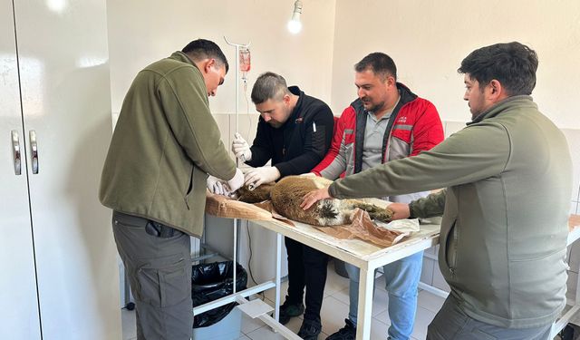 Finike'de bitkin halde yaban keçisi bulundu, ekipler yardıma koştu