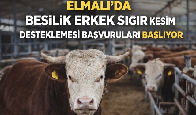 Elmalı’da Besilik Erkek Sığır Kesim desteklemesi başvuruları başlıyor