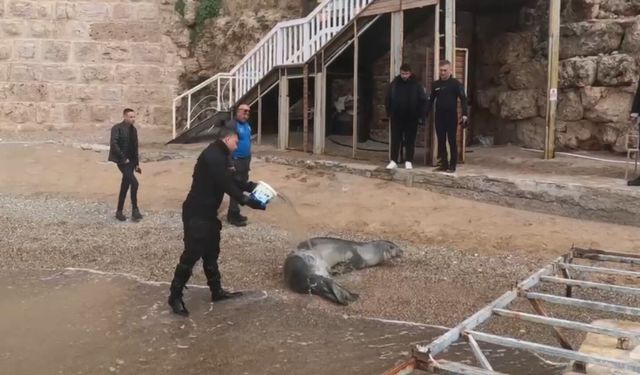 Yunanistan'dan yola çıktı, soluğu Akdeniz sahillerinde aldı!