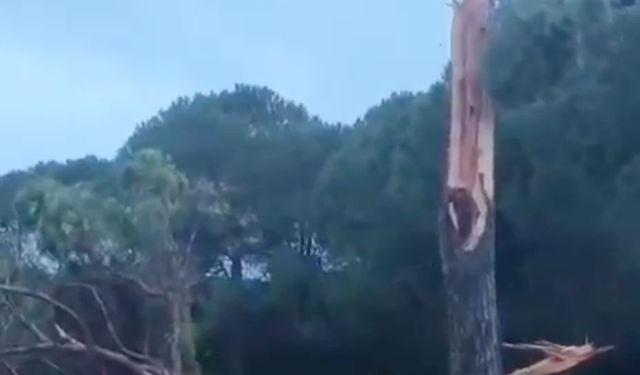 Golf sahasına yıldırım düştü: Ağaç parçalara ayrıldı