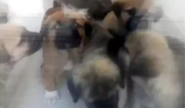 Köpekleri istismar edip öldürüyordu, istinaf kaldırıldı