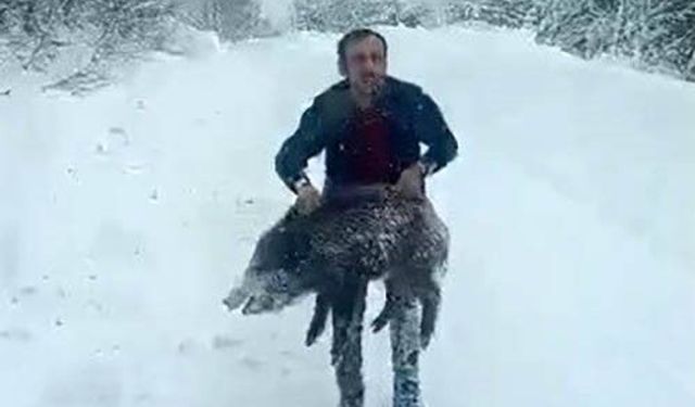 Aracından indi, yaban domuzunu kovalayıp eliyle yakaladı!