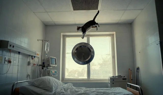 Tedavi için gitti, üzerine kedi düştü: Hastaneyi şoke eden tazminat!