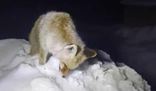 Efsane gerçek oldu: Tilki karda dondu!