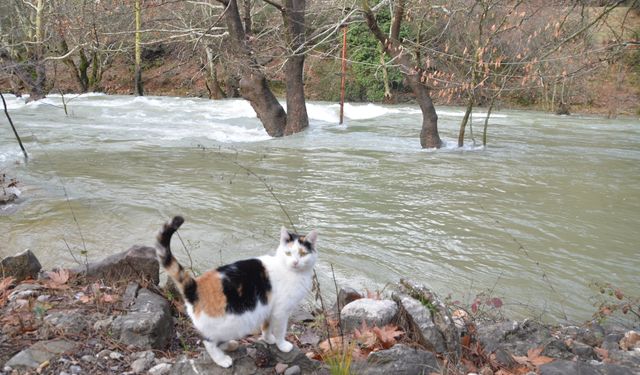 Kuruyan Üzümdere Irmağı yağışlarla yeniden hayat buldu!