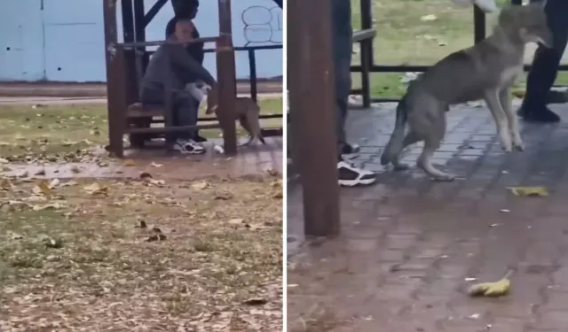 Parkta kaydedilen görüntüler 'pes' dedirtti! Aç hayvanlara alkol verdiler!