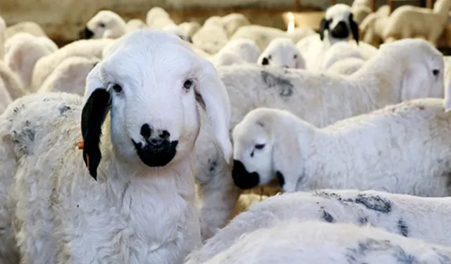 Üreticilere müjde: 100 bin küçükbaş desteği verilecek