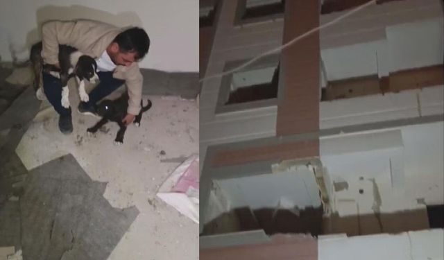 Ağır hasarlı binada mahsur kalan köpekler hayvansever sayesinde kurtuldu