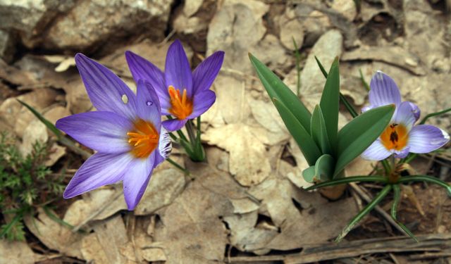 Antalya’da özel üretim: Toros kardeleni Avrupa’ya kontrollü ihraç edilecek