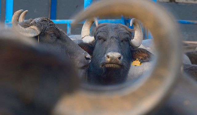 Türkiye'nin yeni manda ırkı Murana! İşte diğerlerinden farkı…